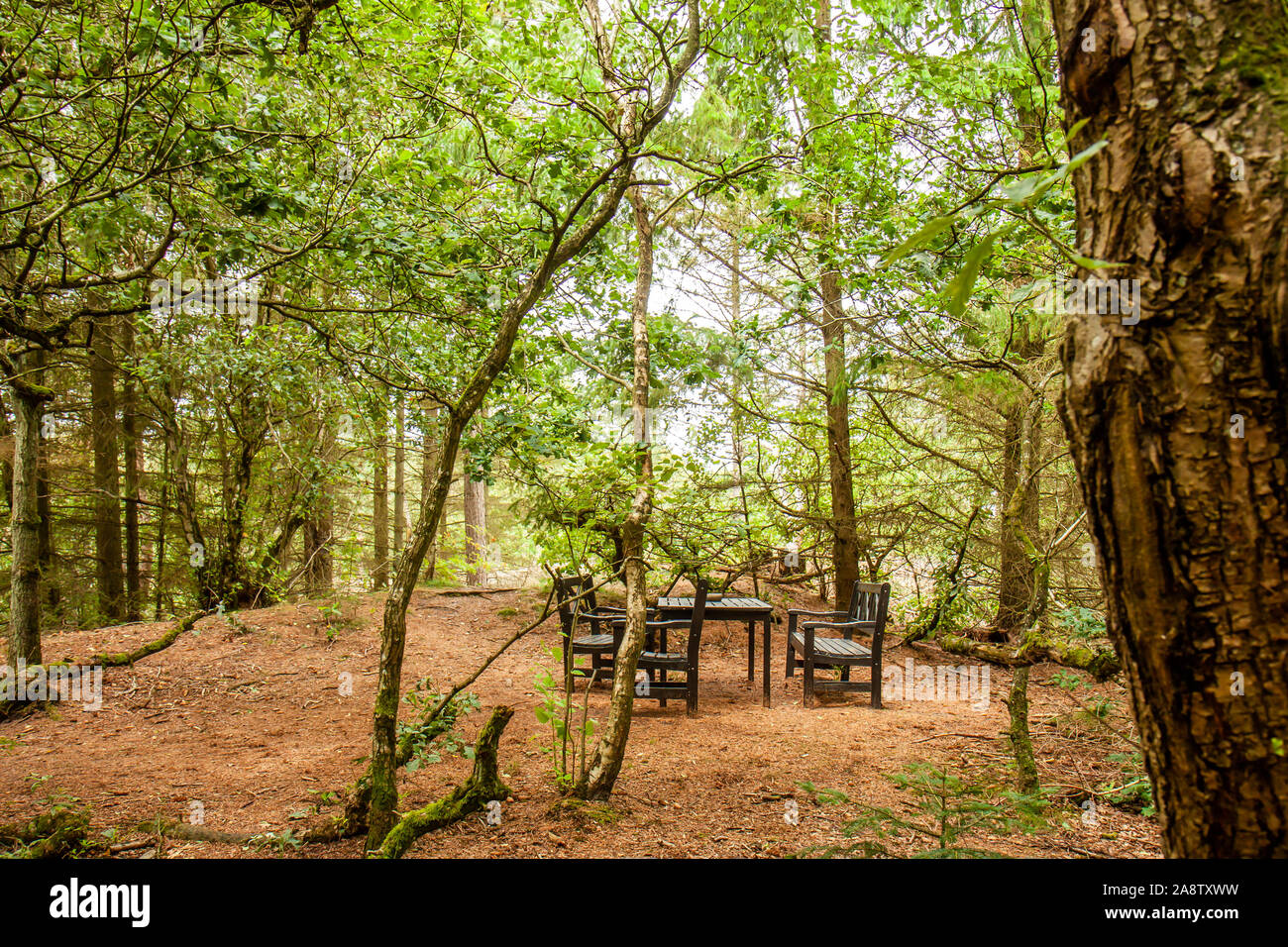 Sentiero attraverso la foresta verde lussureggiante con Panca e tavolo nei Paesi Bassi. Foto Stock