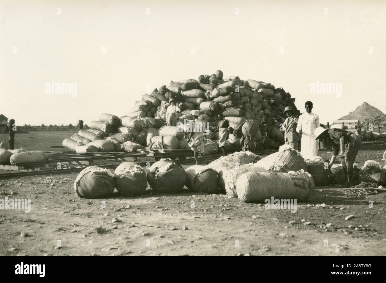 La raccolta del cotone per la sgrossatura, Eritrea 1930s Foto Stock