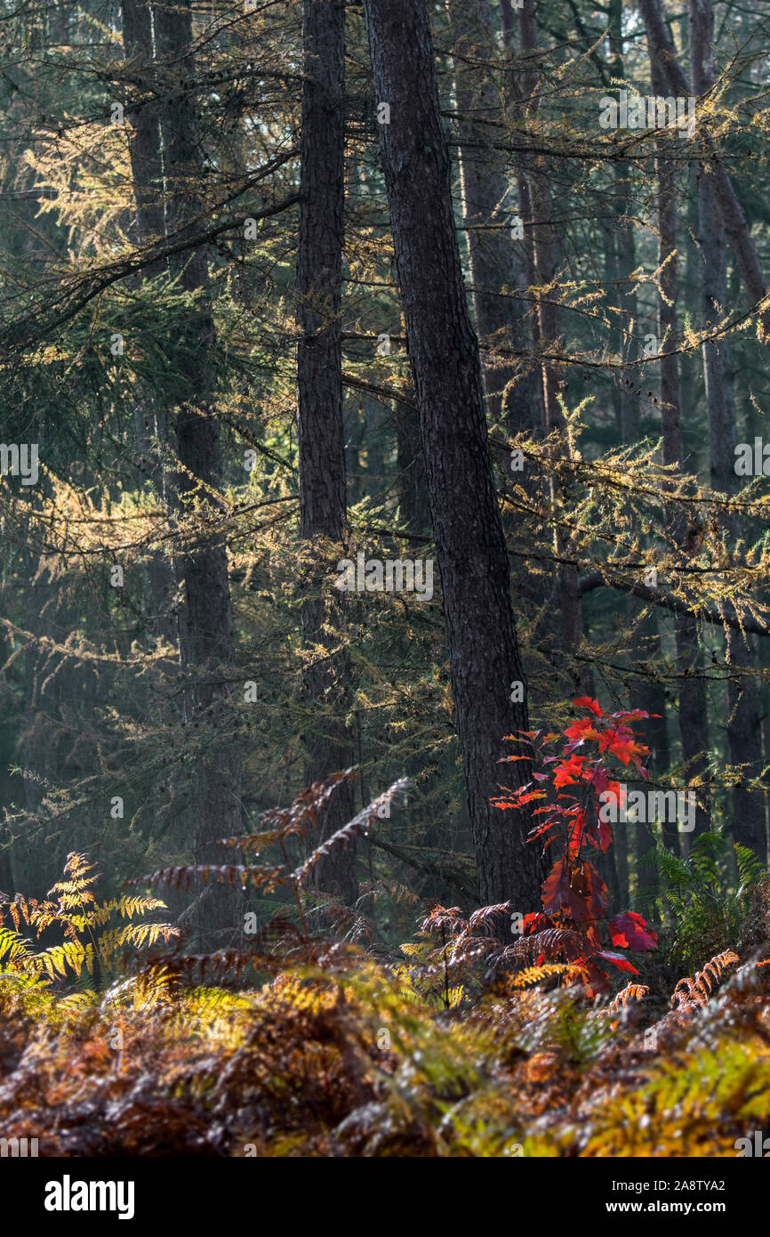 Il nord di quercia rossa / champion quercia (Quercus rubra / Quercus borealis) alberello che mostra in rosso i colori autunnali nel bosco misto con bracken in autunno Foto Stock