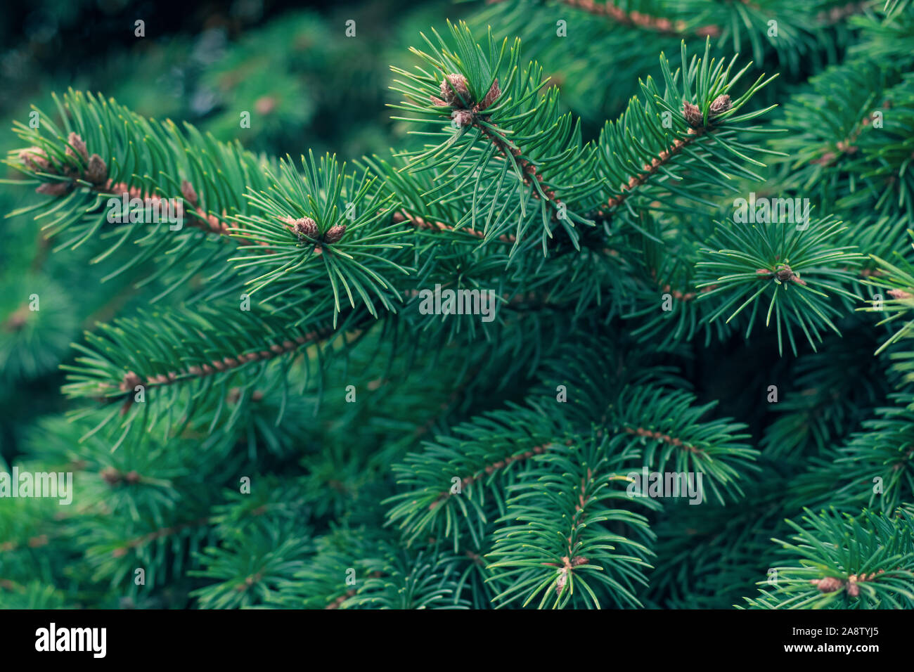 Verde abete del ramo. Evergreen, fir di conifere in background. Ramo di abete rosso. Il telaio degli aghi di pino. Pino. Natale mockup con rami di abete. Foto Stock