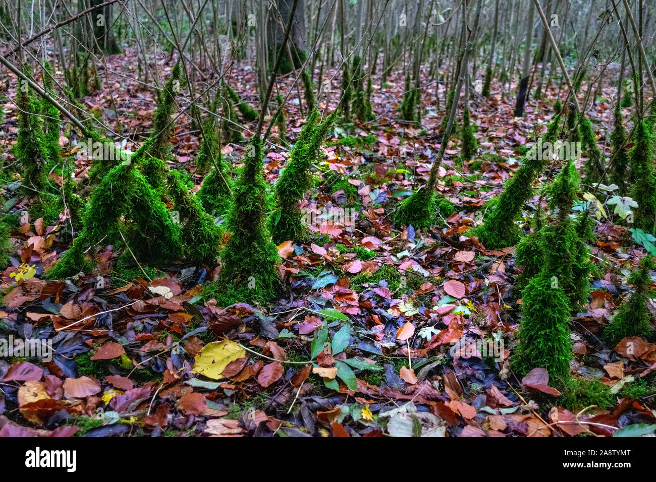 Coperte di muschio piccoli alberi nel bosco durante il piovoso giorni d'Autunno Foto Stock