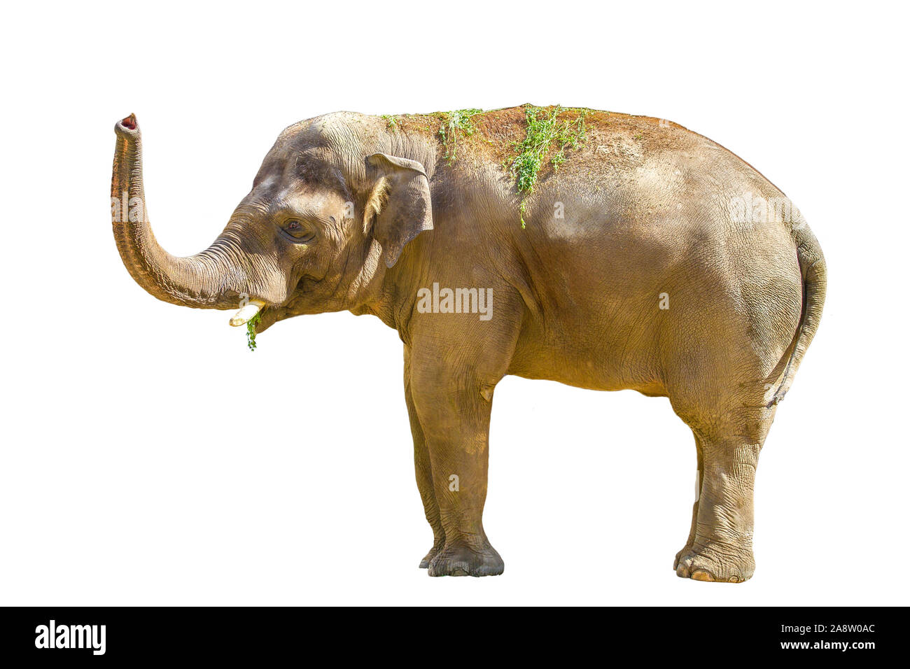 Immagine di un grande animale mammifero elefante su sfondo bianco Foto Stock