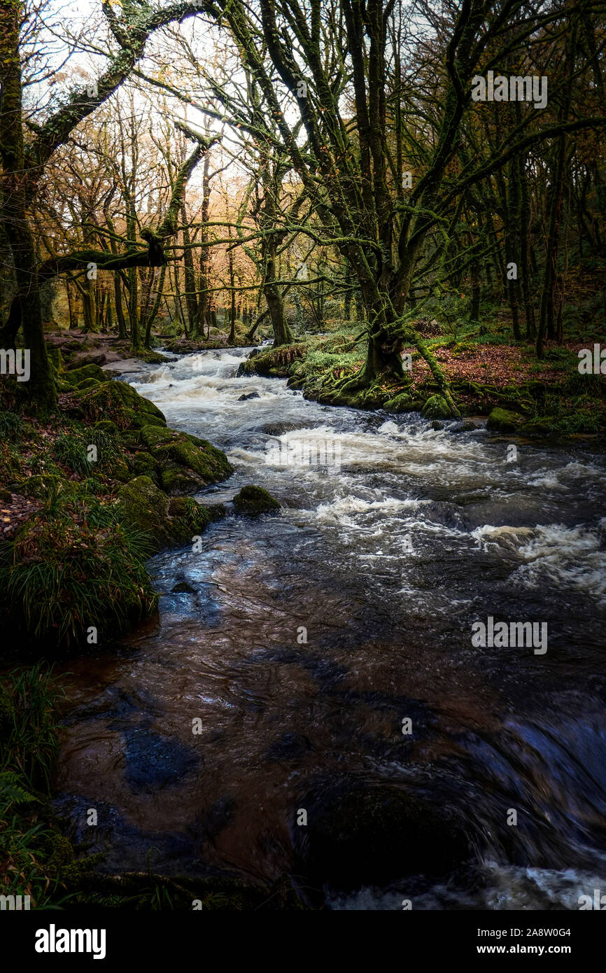 Il fiume Fowey che fluisce attraverso un Draynes autunnali antichi boschi in Cornovaglia. Foto Stock