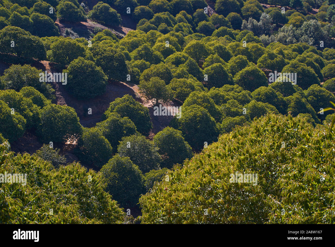 Bosco di castagni e frutti di castagno nella valle Genal, provincia di Malaga. Spagna Foto Stock