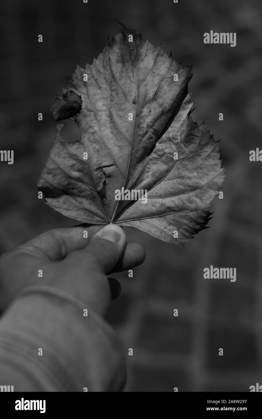 Colpo monocromatica di una foglia di acero, caduto dal suo albero, nella stagione autunnale Foto Stock