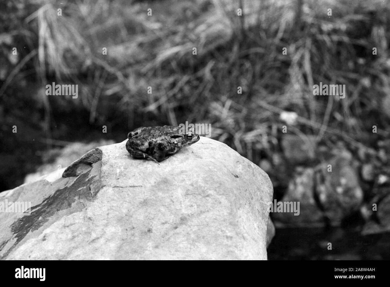 Rana su una roccia 1974 Foto Stock