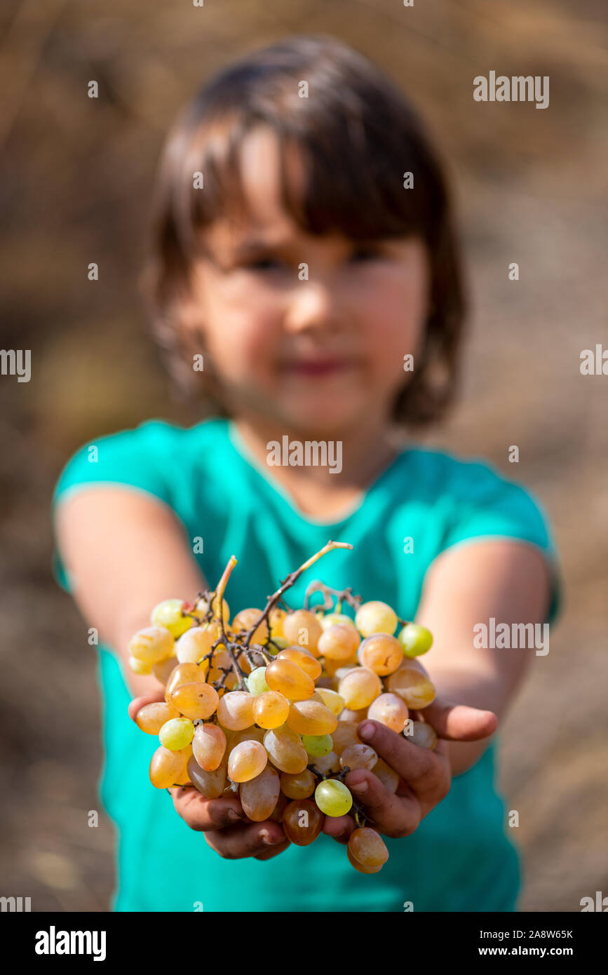 Raccolto di uve. Bambina mani di fresco con uve raccolte. Foto Stock