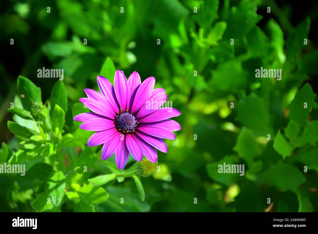 Una bella viola luminoso daisy fiori su erba verde dello sfondo. Close up viola daisy. Foto Stock