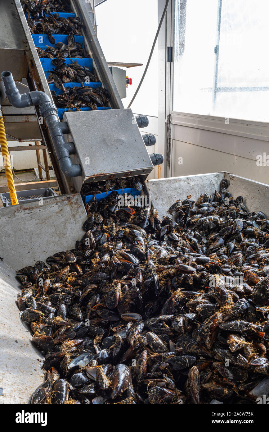 Elaborazione di cozze, lavaggio e confezionamento Foto Stock