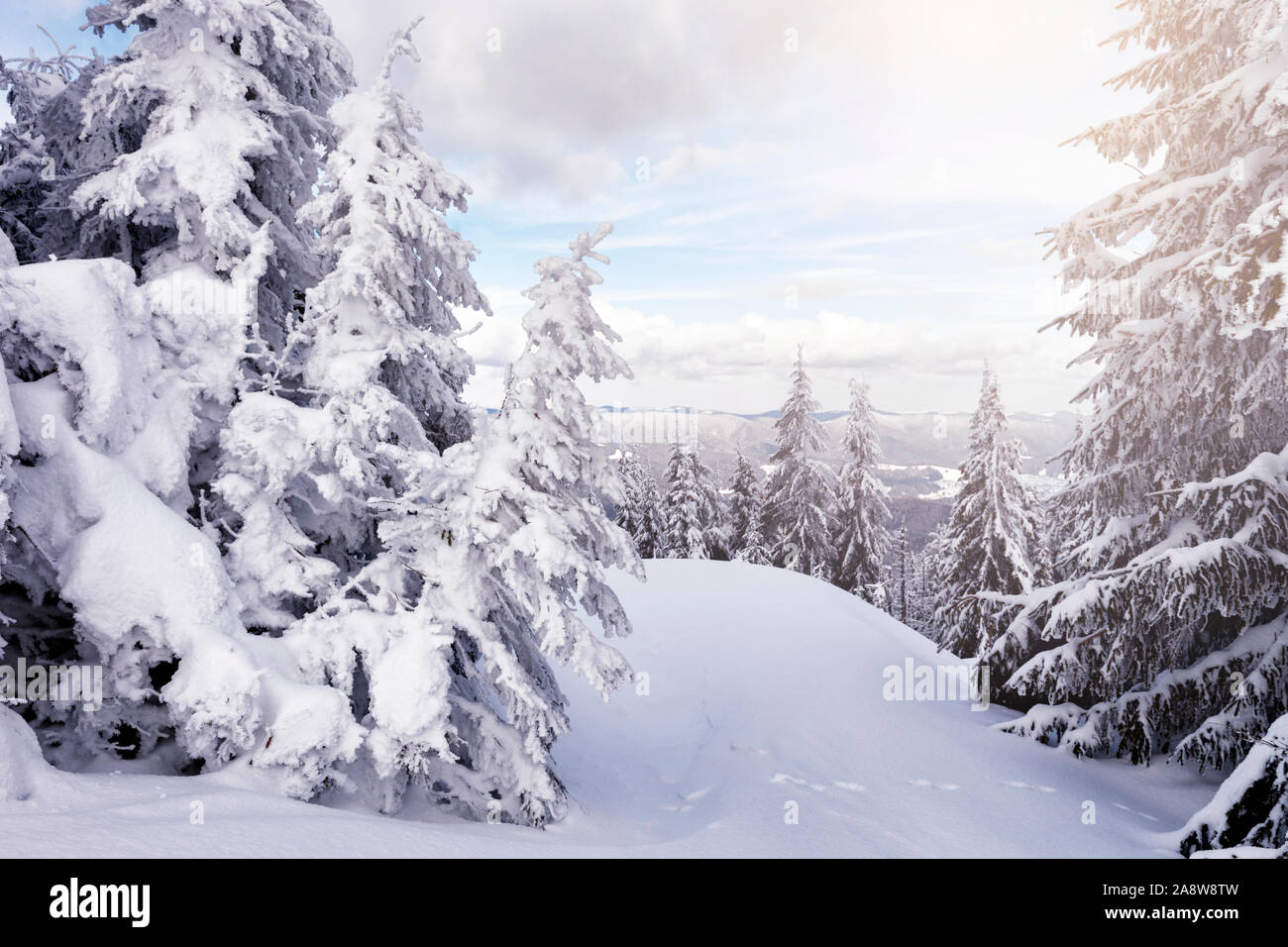 Congelati ppruce alberi coperti di neve in montagna. bellissima scena di Natale Foto Stock