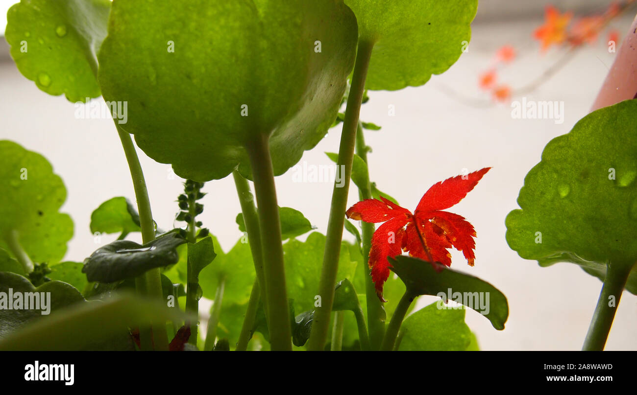 Piccola giapponese di Foglia di acero nel centro di Kyoto di autunno Foto Stock
