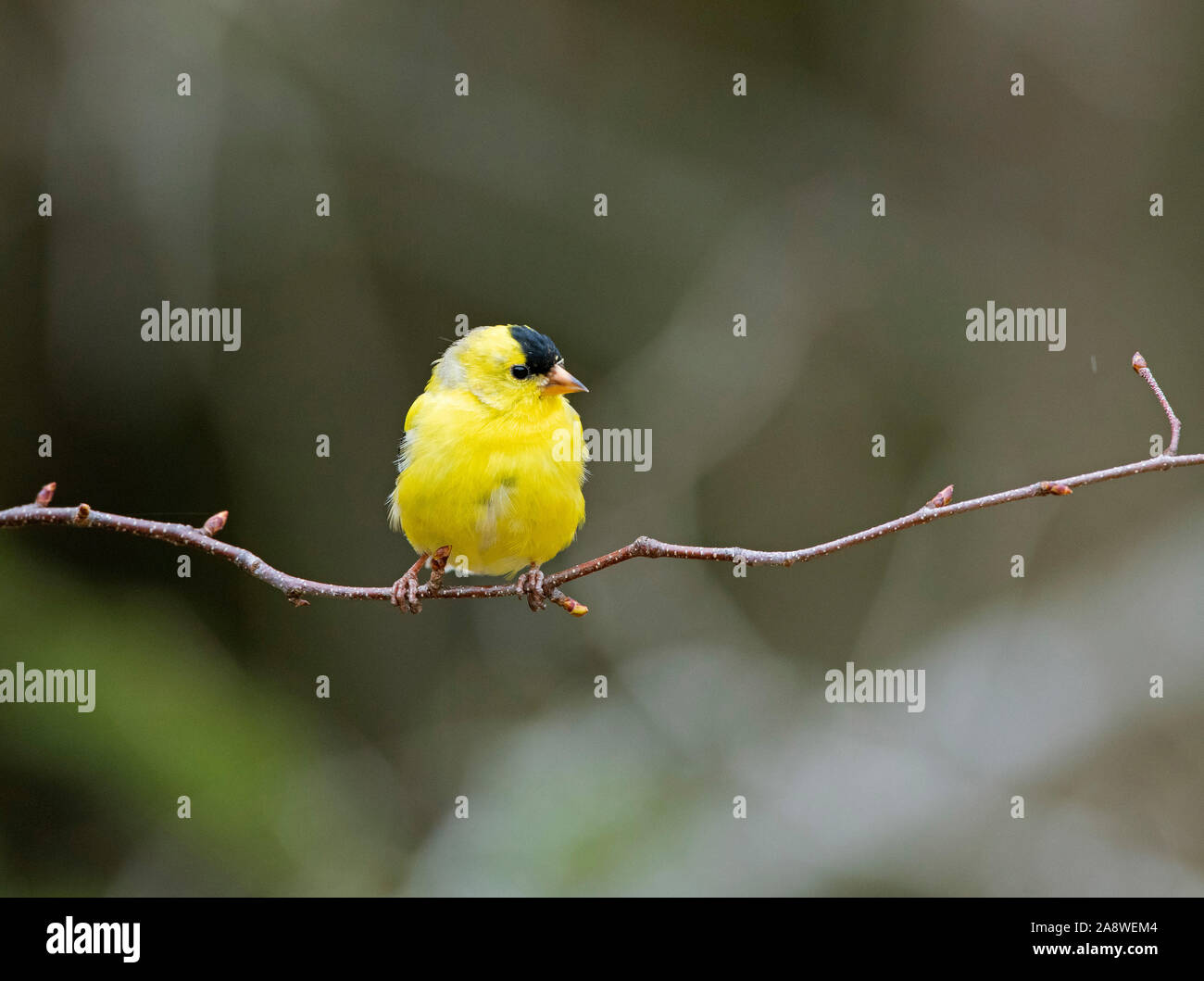 American Cardellino (Spinus tristis). Parco Nazionale di Acadia, Maine, Stati Uniti d'America. Foto Stock