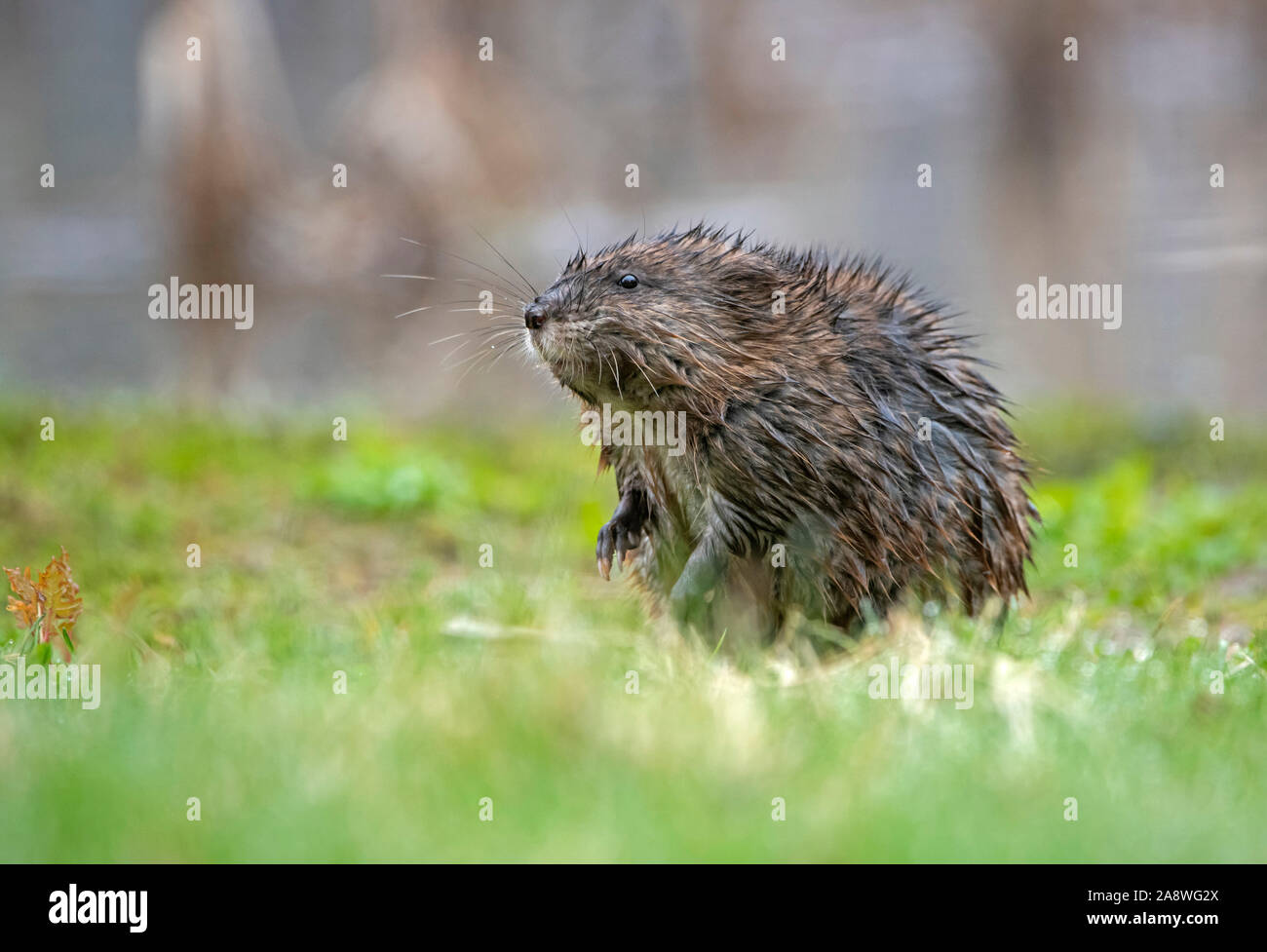 Topo muschiato (Ondatra zibethicus). Parco Nazionale di Acadia, Maine. Foto Stock