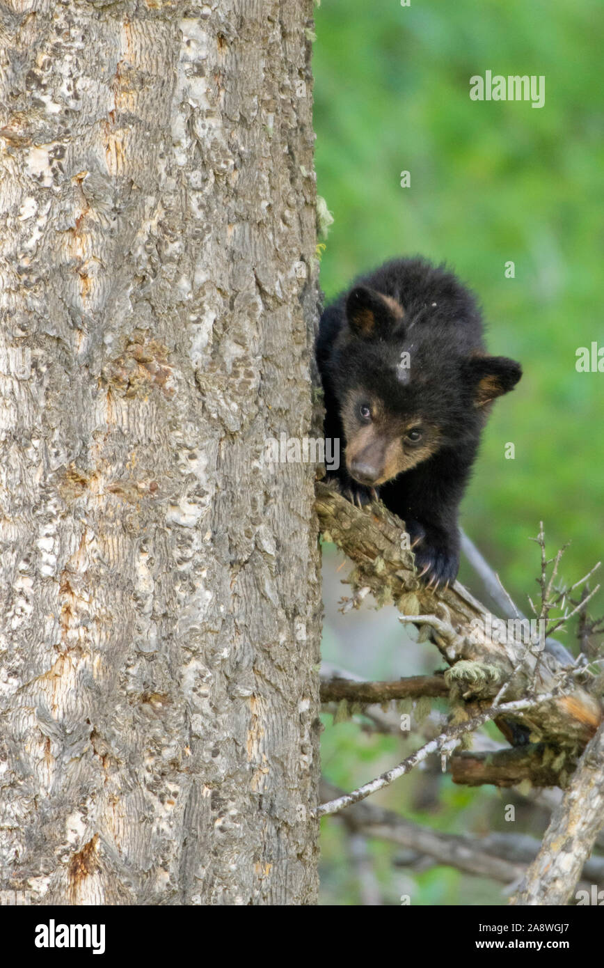 Black Bear (Ursus americanus). Parco Nazionale di Yellowstone, Wyoming negli Stati Uniti. Nuovo cub giocando in un vecchio-foresta di crescita. Foto Stock