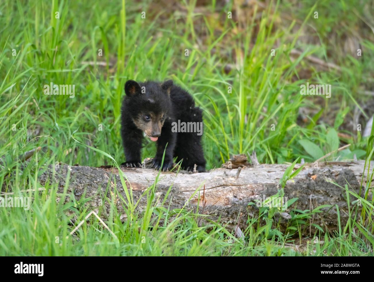 Black Bear (Ursus americanus). Parco Nazionale di Yellowstone, Wyoming negli Stati Uniti. Nuovo cub giocando in un vecchio-foresta di crescita. Foto Stock