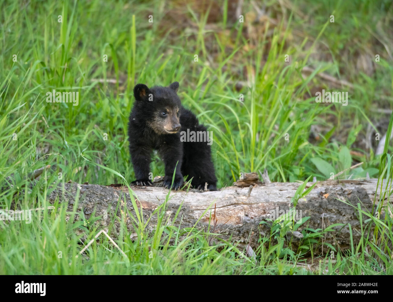 Black Bear (Ursus americanus). Parco Nazionale di Yellowstone, Wyoming negli Stati Uniti. Nuovo cub giocando in un vecchio-foresta di crescita. Foto Stock