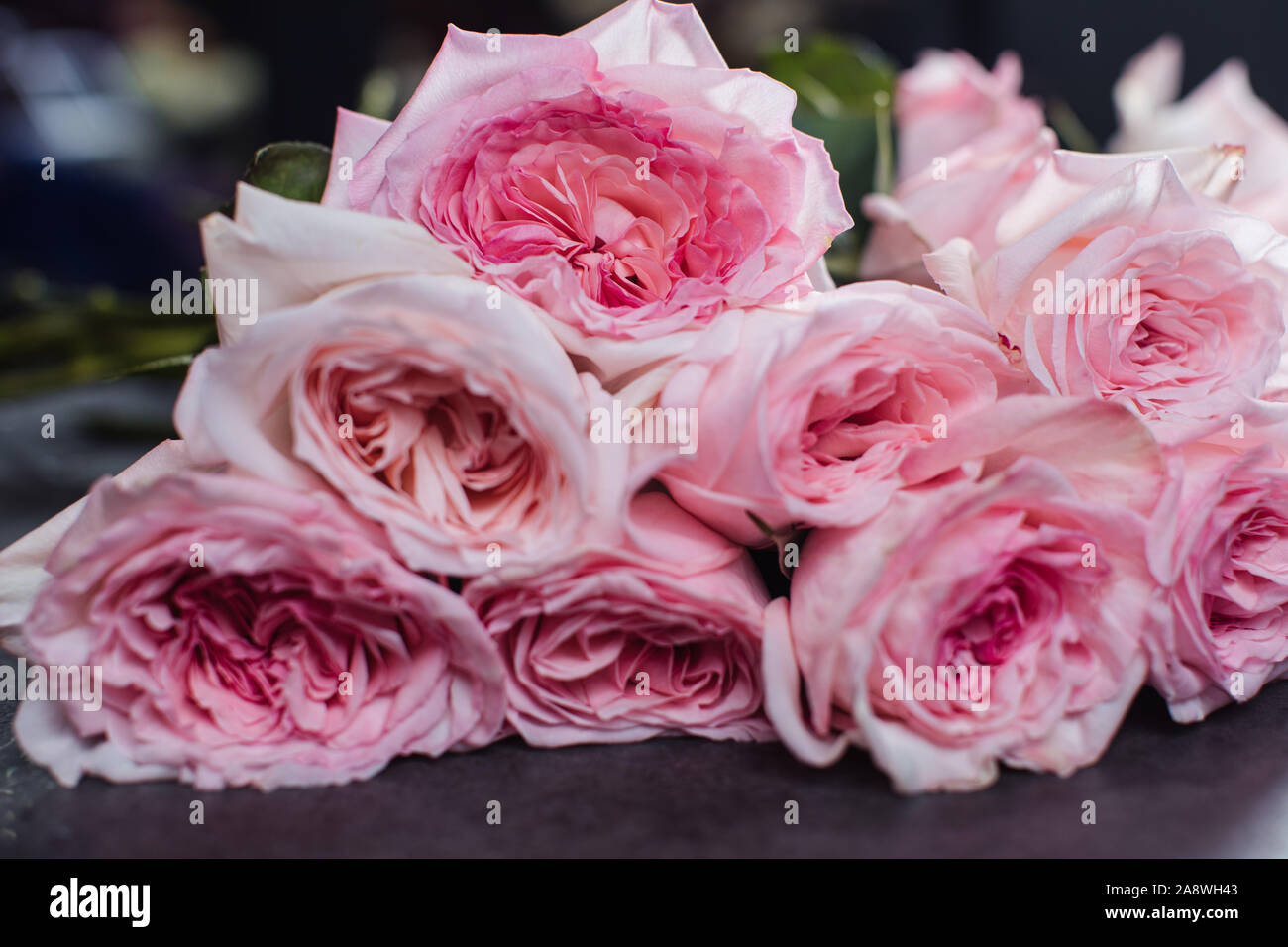 Close-up di rose rosa. Una ragazza con una rosa. Fiori Foto Stock