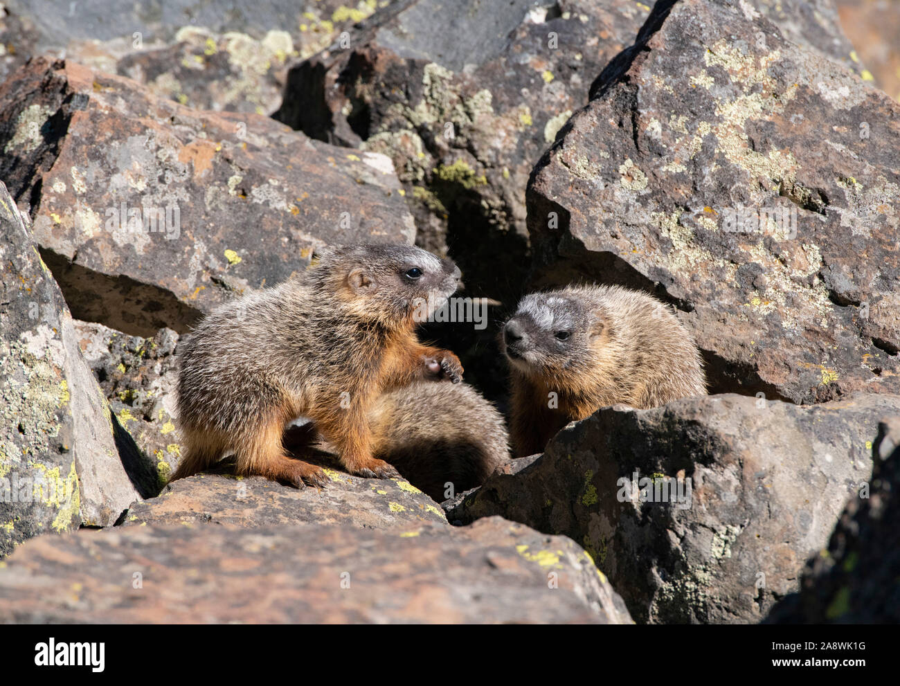 Marmotta di ventre giallo (Marmota flaviventris). I bambini a giocare. Parco Nazionale di Yellowstone, Wyoming negli Stati Uniti. Foto Stock