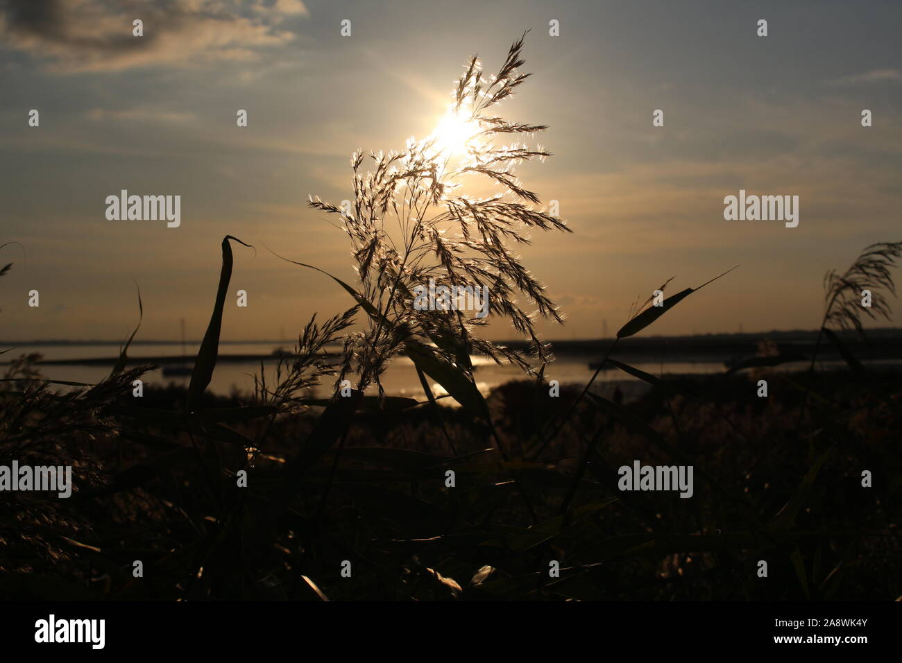 Viaggio A Mersea, Inghilterra Foto Stock