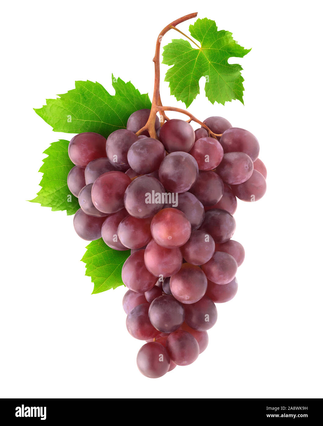 Uve isolato. Grappolo di uva rossa su un ramo isolato su sfondo bianco con tracciato di ritaglio Foto Stock