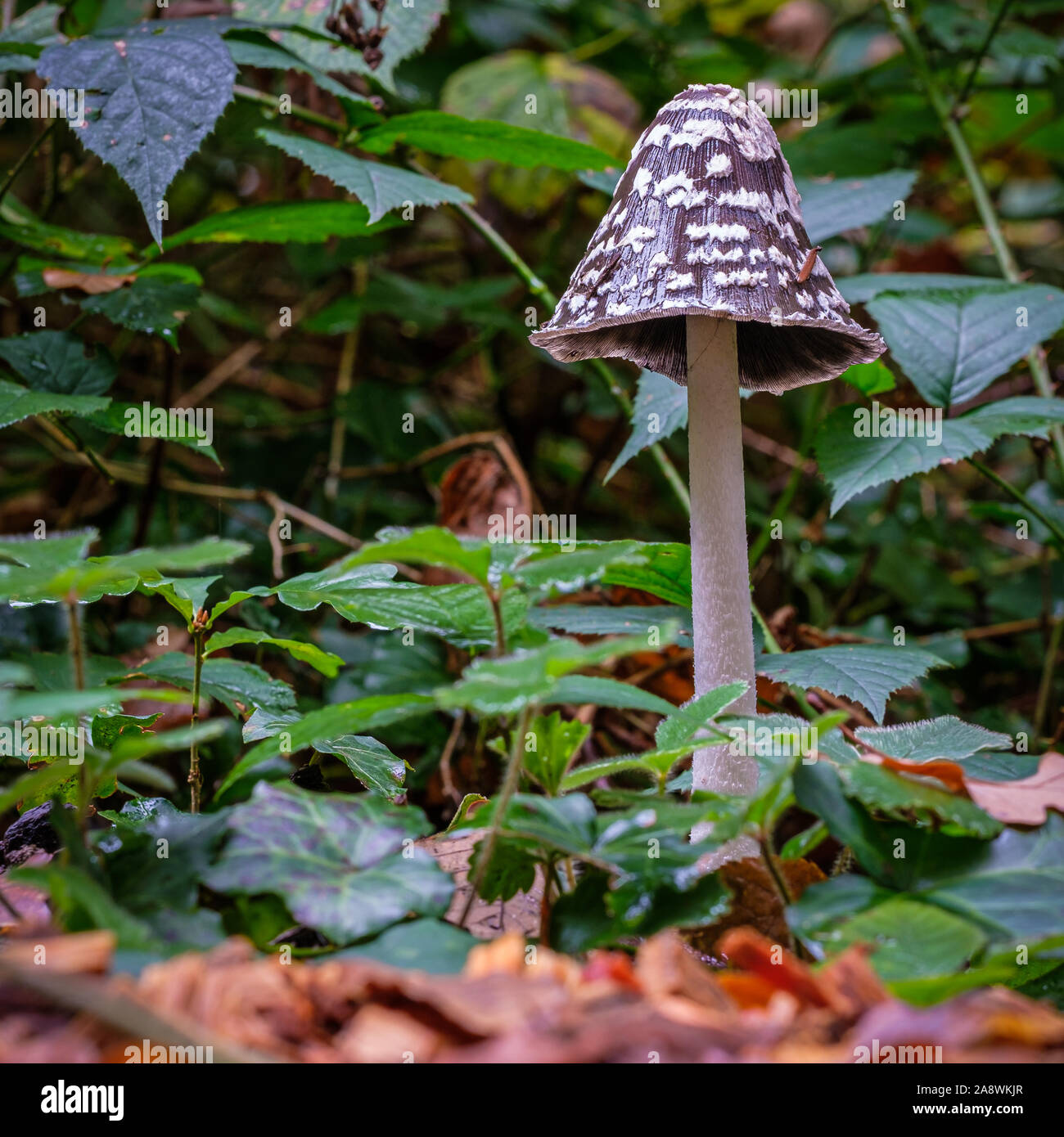 Bella velenoso Coprinopsis Picacea, gazza fungo fungo. Foto Stock