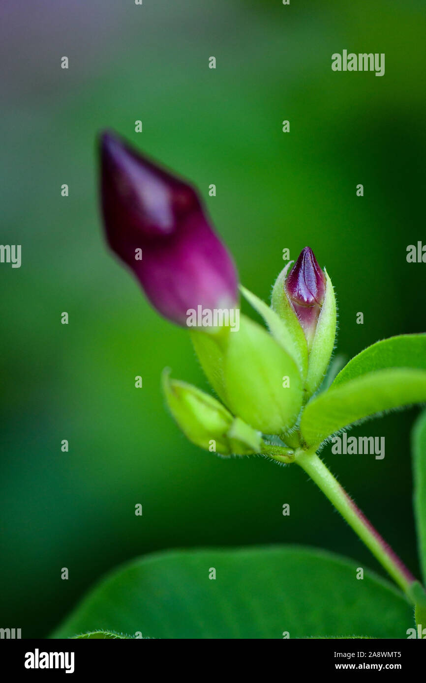 Bella viola non aperti germoglio di fiore, il fuoco selettivo. Foto Stock