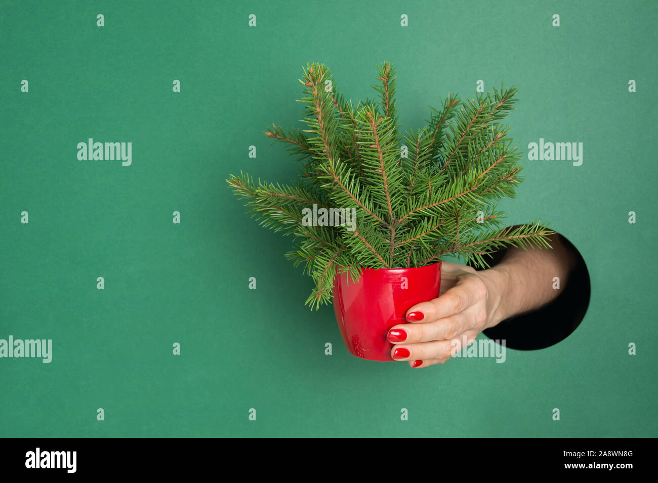 Femmina lato azienda creativa piccolo albero di Natale in rosso pot attraverso il foro rotondo nel libro verde. Close up. Vacanze di Natale. Vendita. Foto Stock