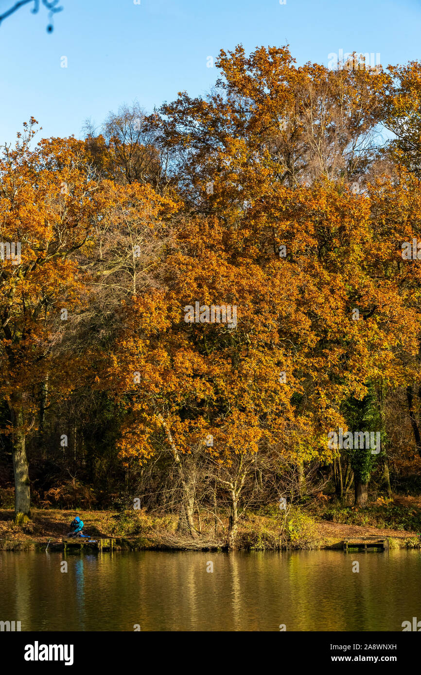 I membri di un club di angolazione di competere contro un autunno sfondo. Cannop stagni, Foresta di Dean, nel Gloucestershire. Autunno Foto Stock