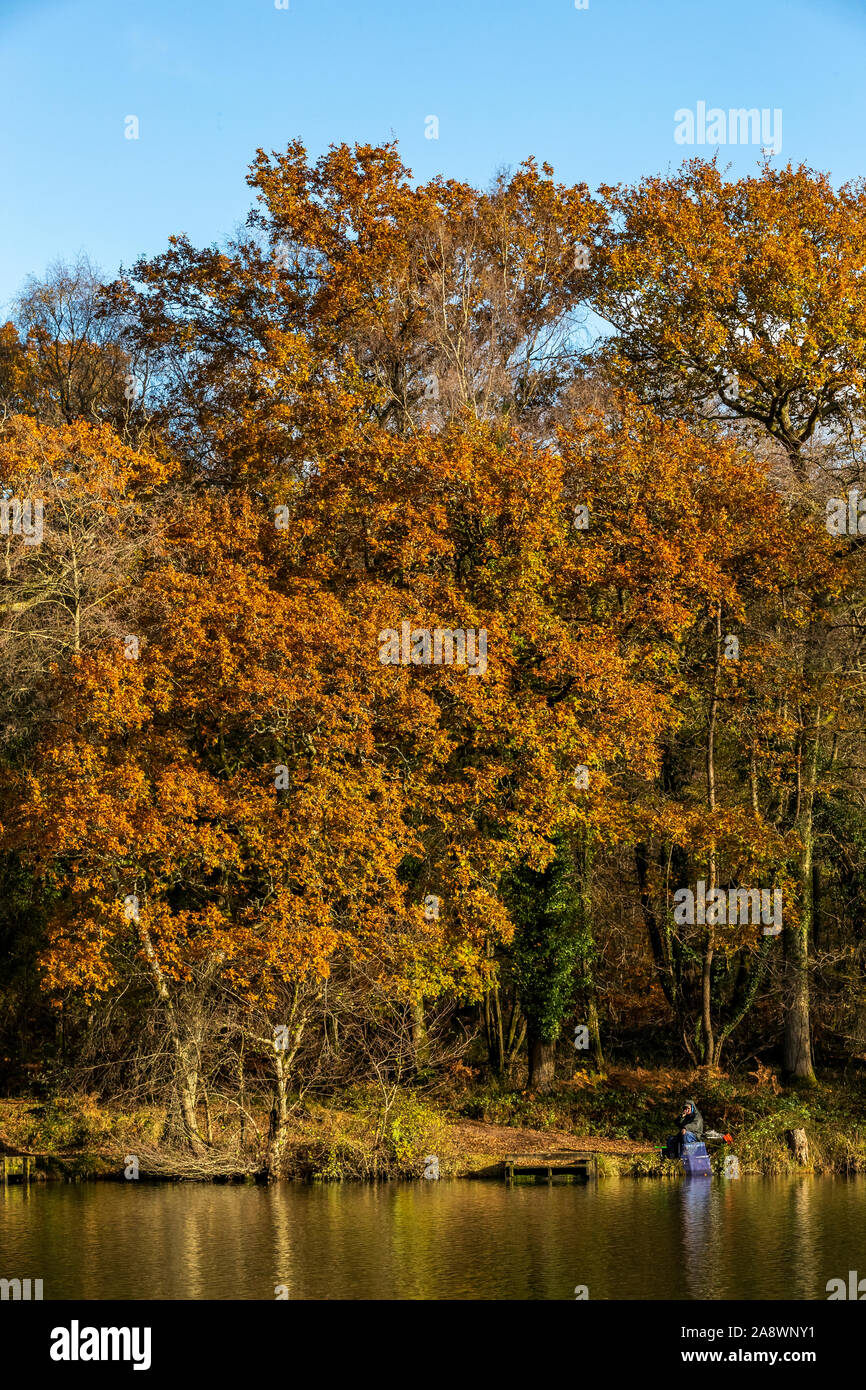 I membri di un club di angolazione di competere contro un autunno sfondo. Cannop stagni, Foresta di Dean, nel Gloucestershire. Autunno Foto Stock