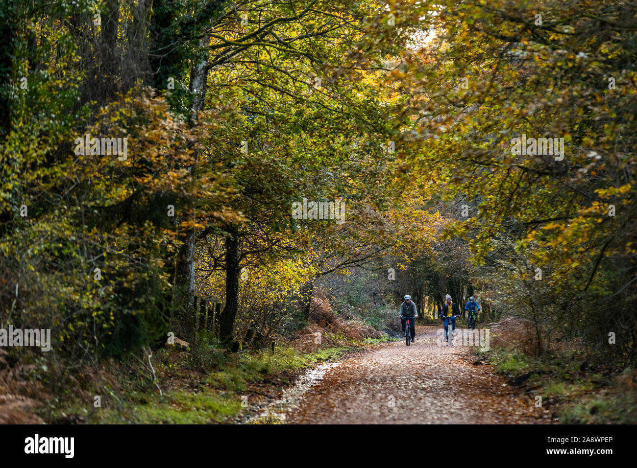 Le famiglie che si divertono sull'ex linea ferroviaria ora un ciclo di famiglia e percorso a piedi. Foresta di Dean, Cannop stagni, nel Gloucestershire. Autunno Foto Stock