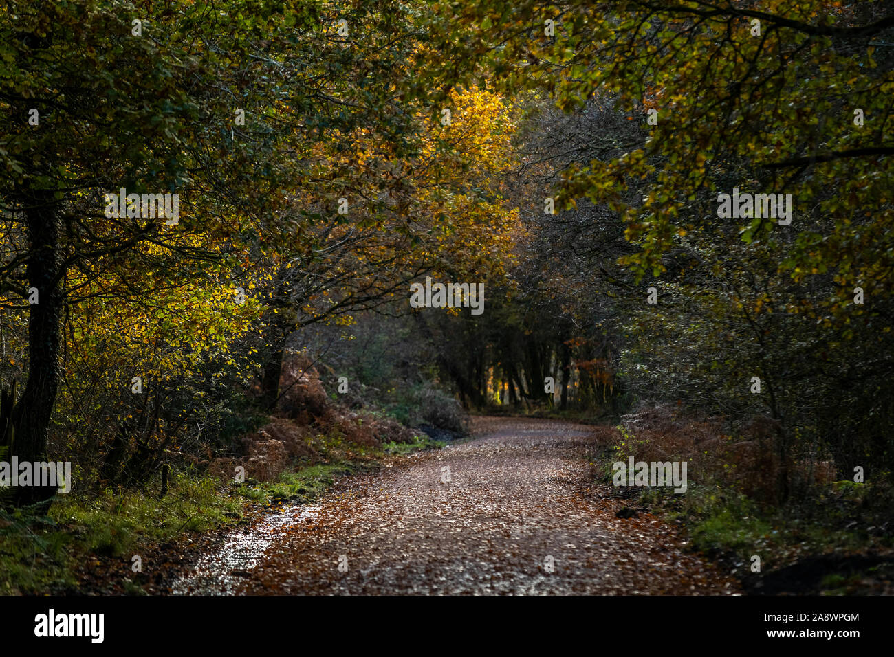 Ex linea ferroviaria ora un ciclo di famiglia e percorso a piedi. Foresta di Dean, Cannop stagni, nel Gloucestershire. Autunno Foto Stock