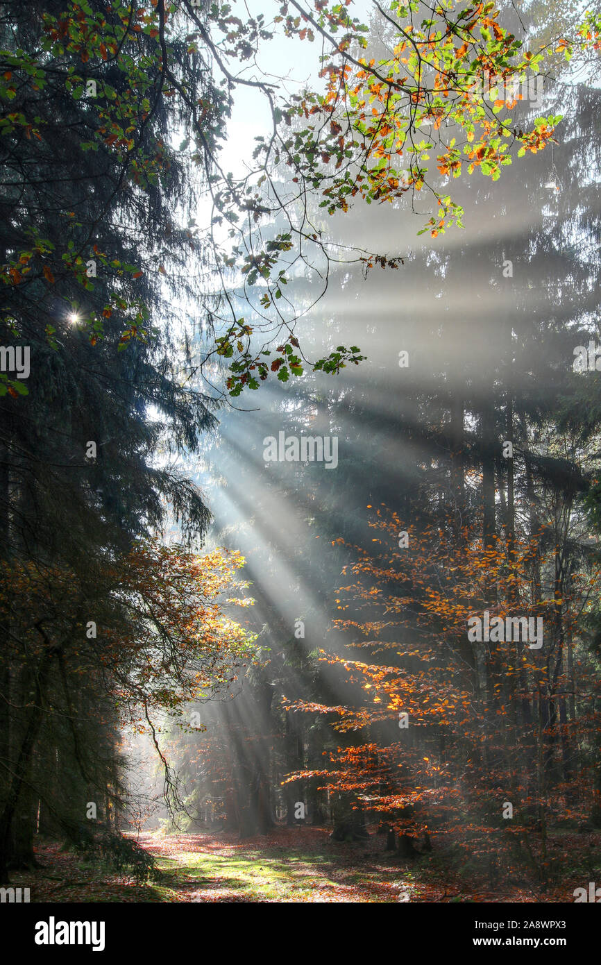 Dio - fasci di raggi di sole n la mattina presto forest Foto Stock