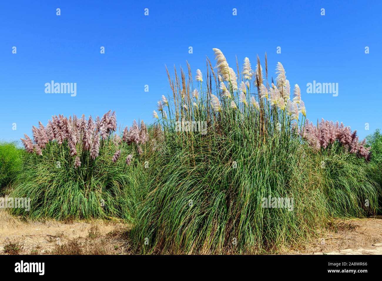 Grossi ciuffi e grumi di pampas, Cortaderia selloana. Parco naturale Ria formosa a Santa Luzia Barril spiaggia Algarve Portogallo. Foto Stock