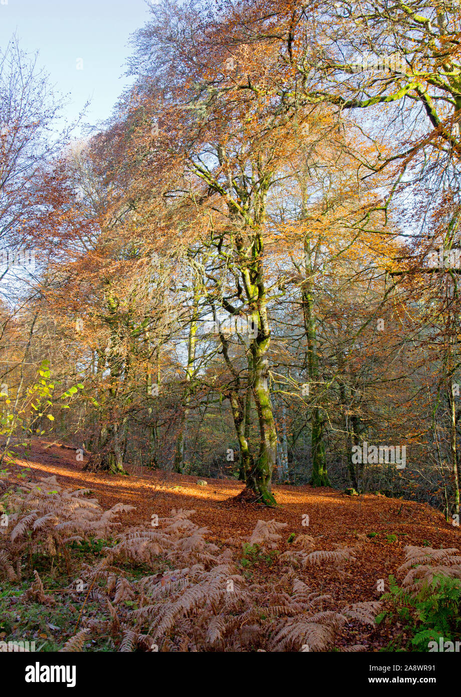 Il Rob Roy titolo a Aberfeldy, Perth and Kinross, Scozia. Foto Stock