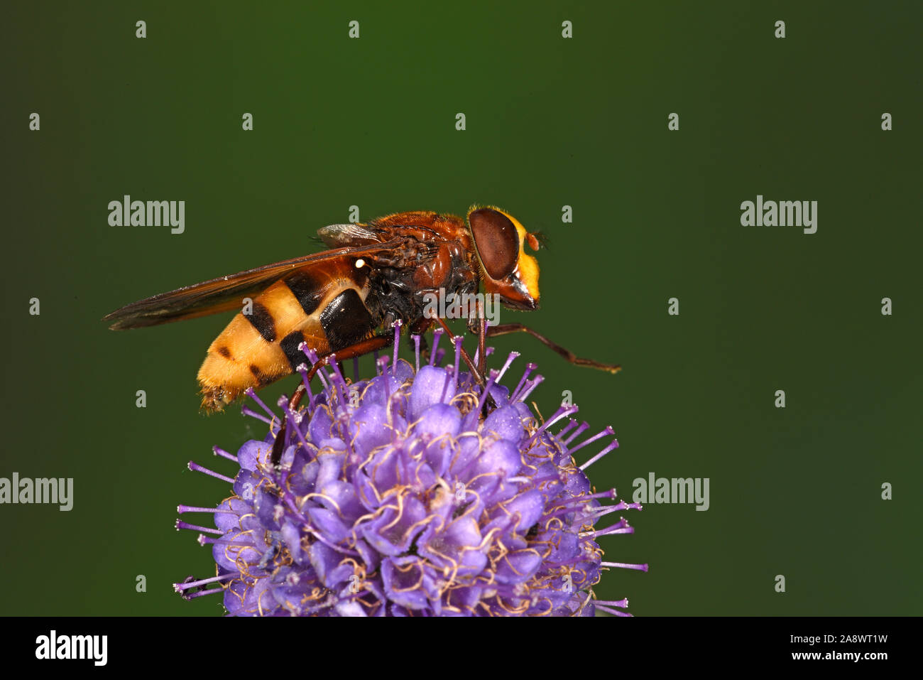 Hoverfly (Volucella zonaria) a riposo sul fiore scabious, Wales, Regno Unito, Settembre Foto Stock