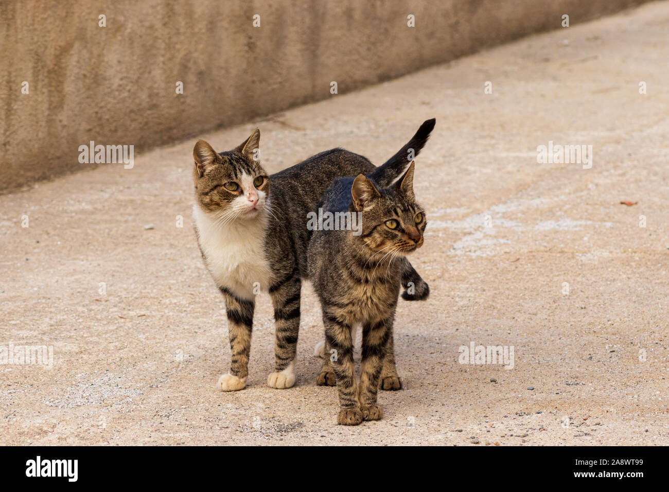 Felis silvestris catus, Spagnolo gatti rurale Foto Stock