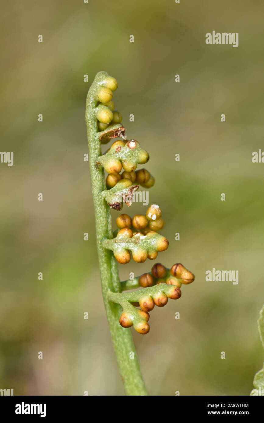 Moonwort comune fern (Botrychium lunaria) Isole Shetland, Regno Unito, Luglio Foto Stock