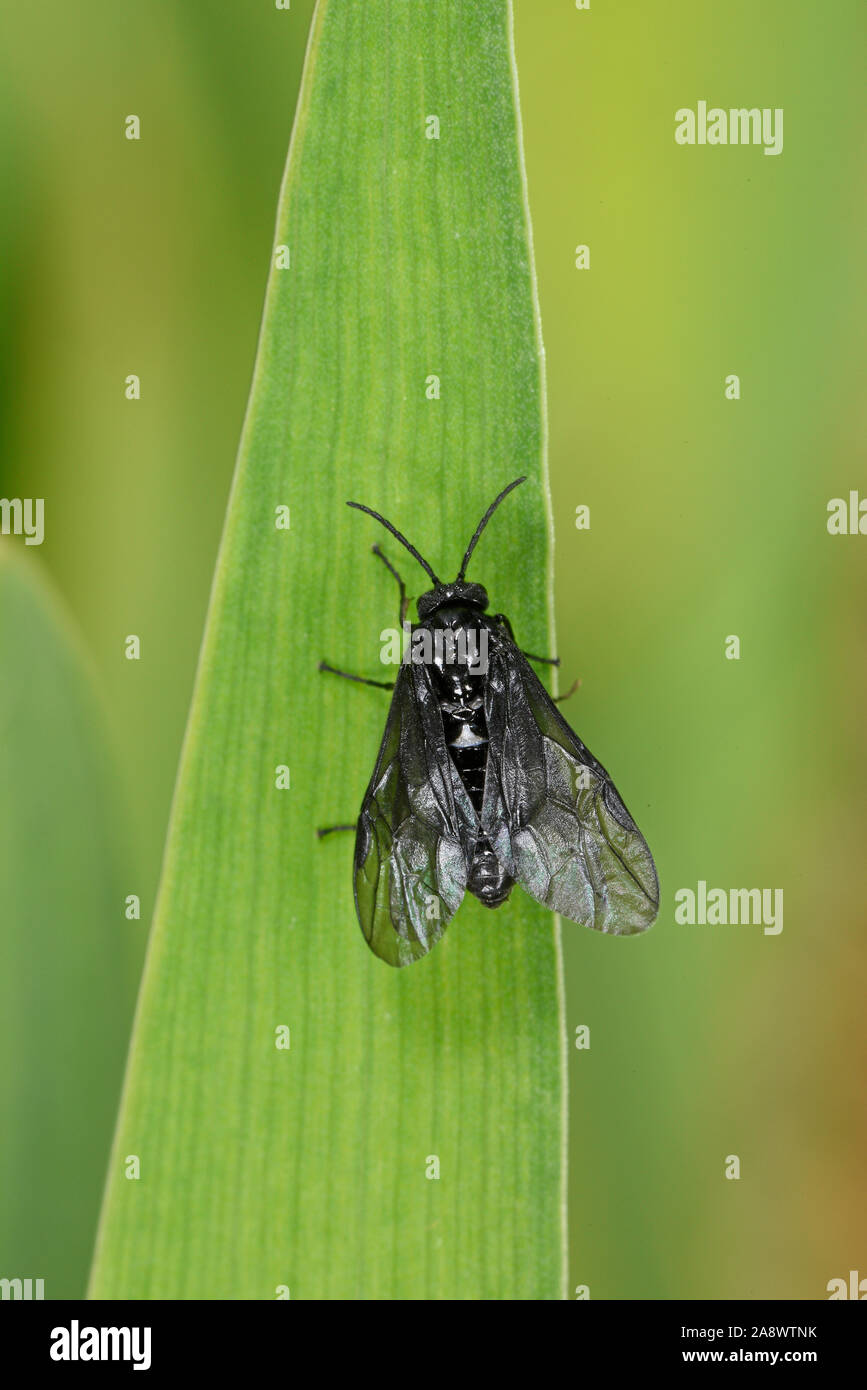 Salomone sawfly di tenuta (Phymatocera aterrima) a riposo sulla foglia, Wales, Regno Unito, maggio Foto Stock