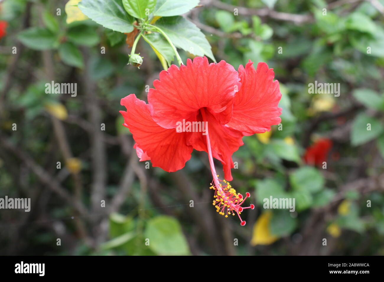 Un Rosso di fiori di ibisco Foto Stock