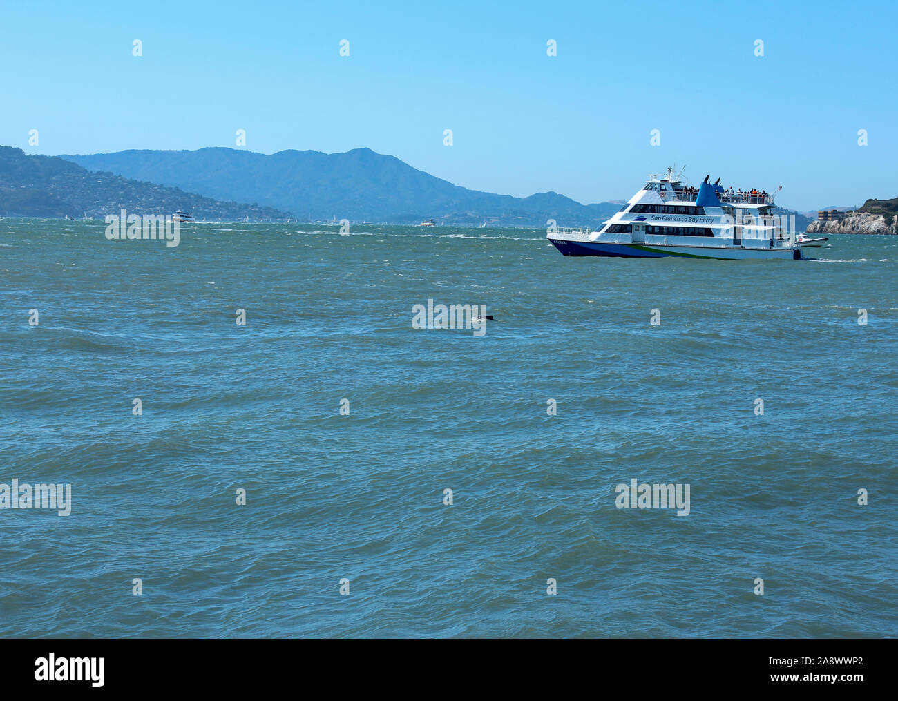 San Francisco, California / STATI UNITI D'America - 18 agosto 2012: Traghetto barca a vela nella Baia di San Francisco con delfino nuoto lungo Foto Stock
