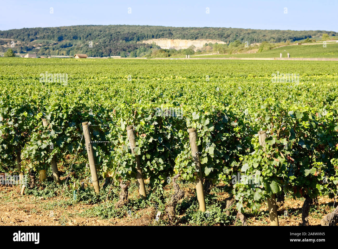 Grand cru Vigna; uve da vino crescente; verde scena, lontane colline, industria, bevanda alcolica produzione, agricoltura; business, Borgogna; Francia; Foto Stock