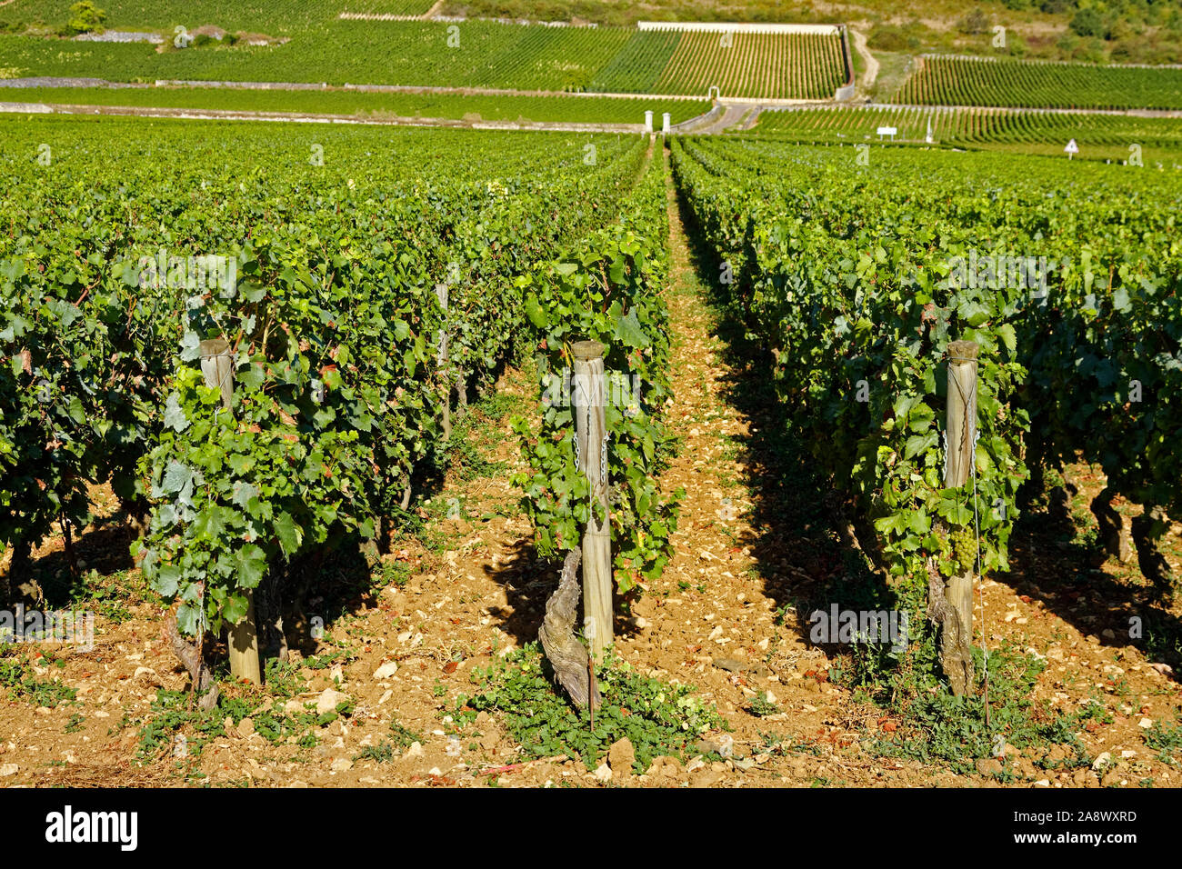 Grand cru Vigna; uve da vino crescente; verde scena, righe, campi lontani, industria, bevanda alcolica produzione, agricoltura; business, Borgogna; Foto Stock