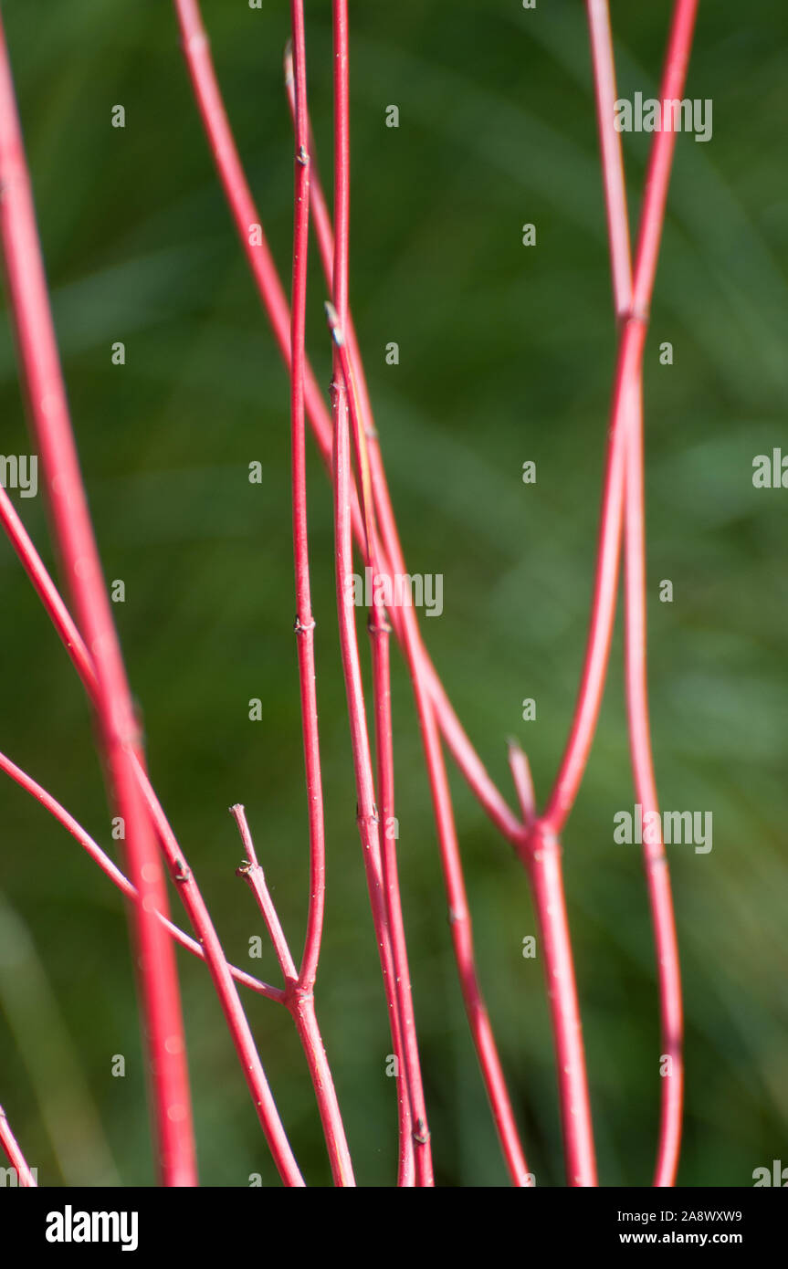 Cornus woody-basato perenni, vivacemente colorato giovani steli, ammenda Colore di autunno. 'Sibirica' medie di Arbusti decidui, esili steli rosso, luminoso Foto Stock