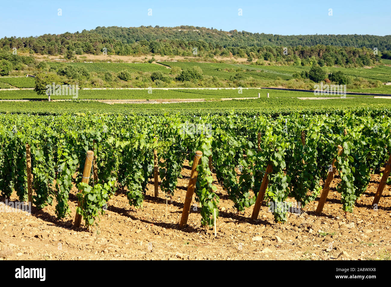 Grand cru Vigna; uve da vino crescente; verde scena, lontane colline, industria, bevanda alcolica produzione, agricoltura; business, Borgogna; Francia; Foto Stock