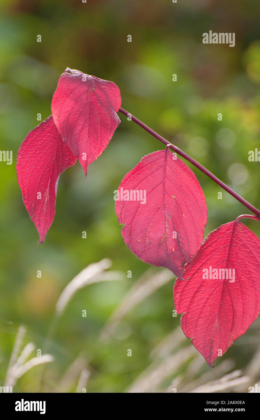 Cornus alba 'Sibirica' Cornus woody-basato perenni, vivacemente colorato giovani steli, ammenda Colore di autunno. 'Sibirica' medie di Arbusti decidui. Foto Stock