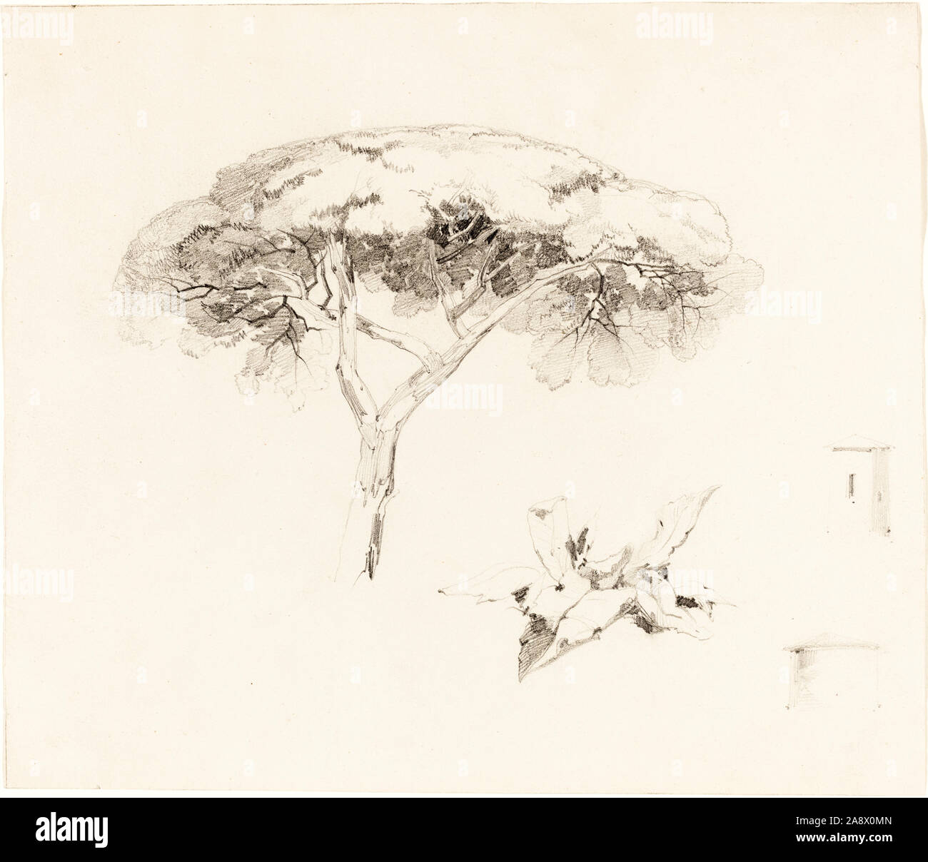 Edward Lear, ombrello di pino e di altri studi, disegno, 1839-1845 Foto Stock