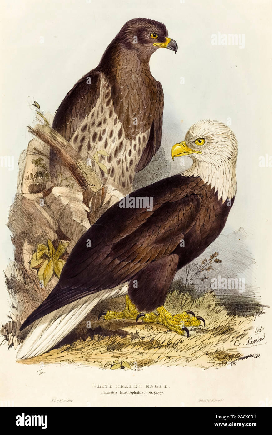 Edward Lear, illustrazione, bianco HEADED EAGLE, (Haliaetus leucocephalus), 1832-1837 Foto Stock