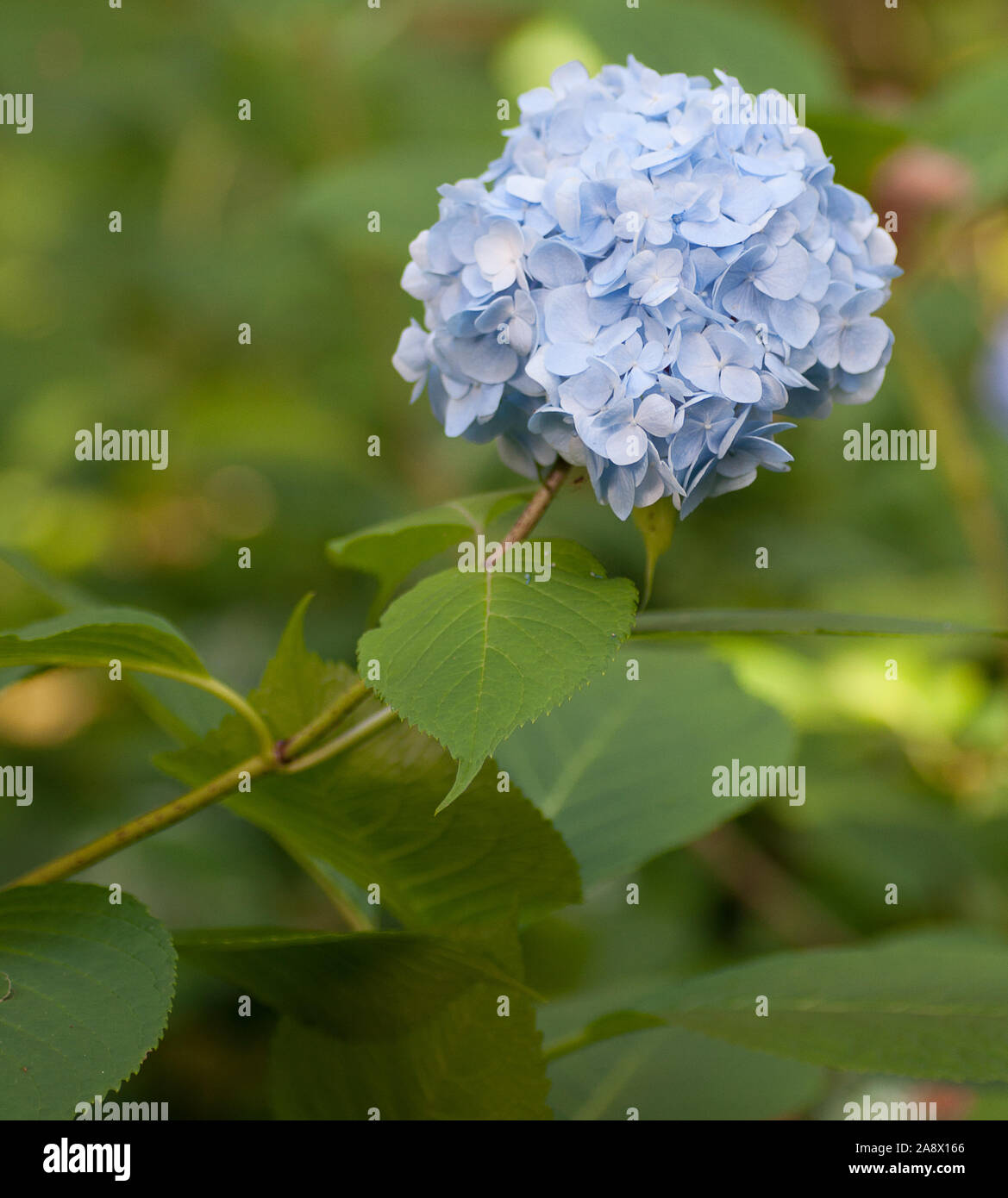 Ortensia nomi comuni o hydrangea Hortensia. Piante di flowering nativa per Asia e Americhe. La diversità delle specie in Asia orientale e in Corea Foto Stock