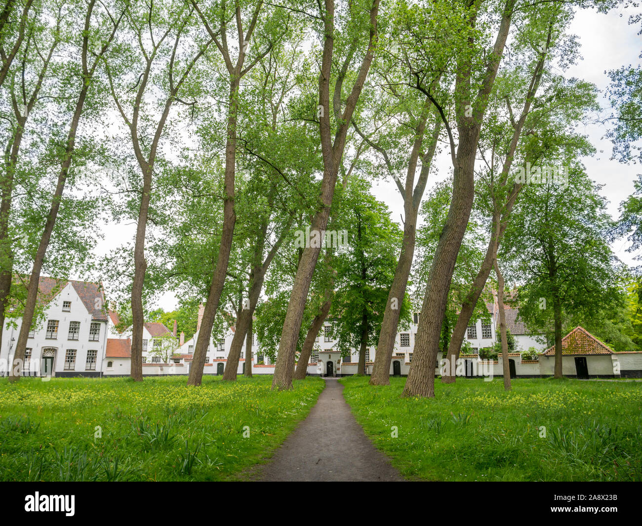 Alberi nel giardino del convento di Begijnhof, beghinaggio, nel centro storico di Bruges, Fiandre Occidentali, Belgio Foto Stock