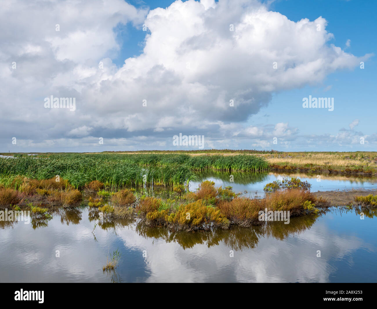 Una palude su una delle isole artificiali del marcatore il Wadden, Markermeer, Paesi Bassi Foto Stock